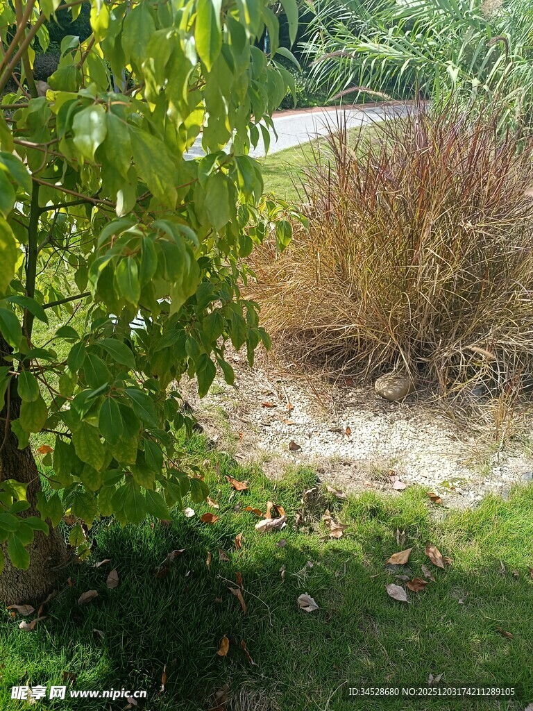 户外绿植景观一角