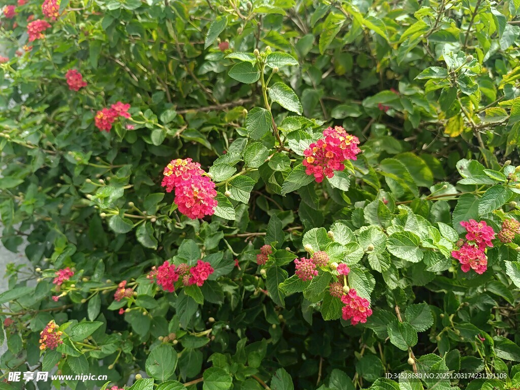 盛开的红色花朵绿植