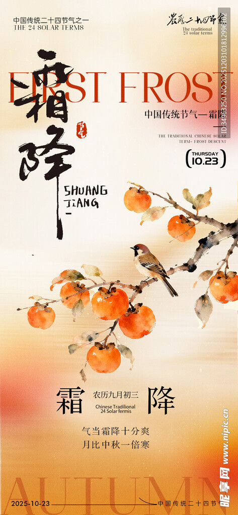 霜降时节枝头柿子景象