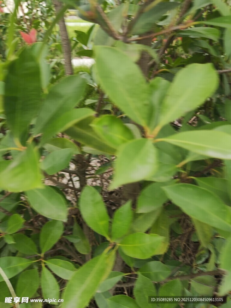 绿叶繁茂的植物景观