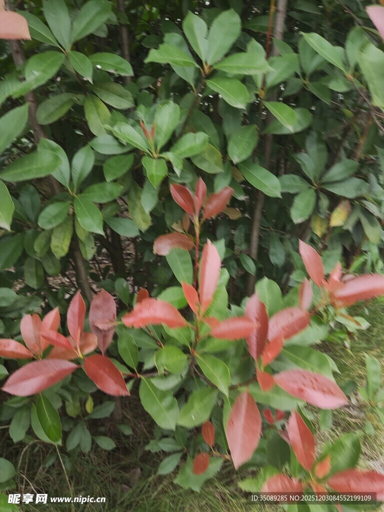 红绿相间的多彩植物景观