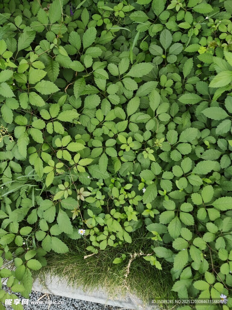 翠绿藤蔓覆于石边