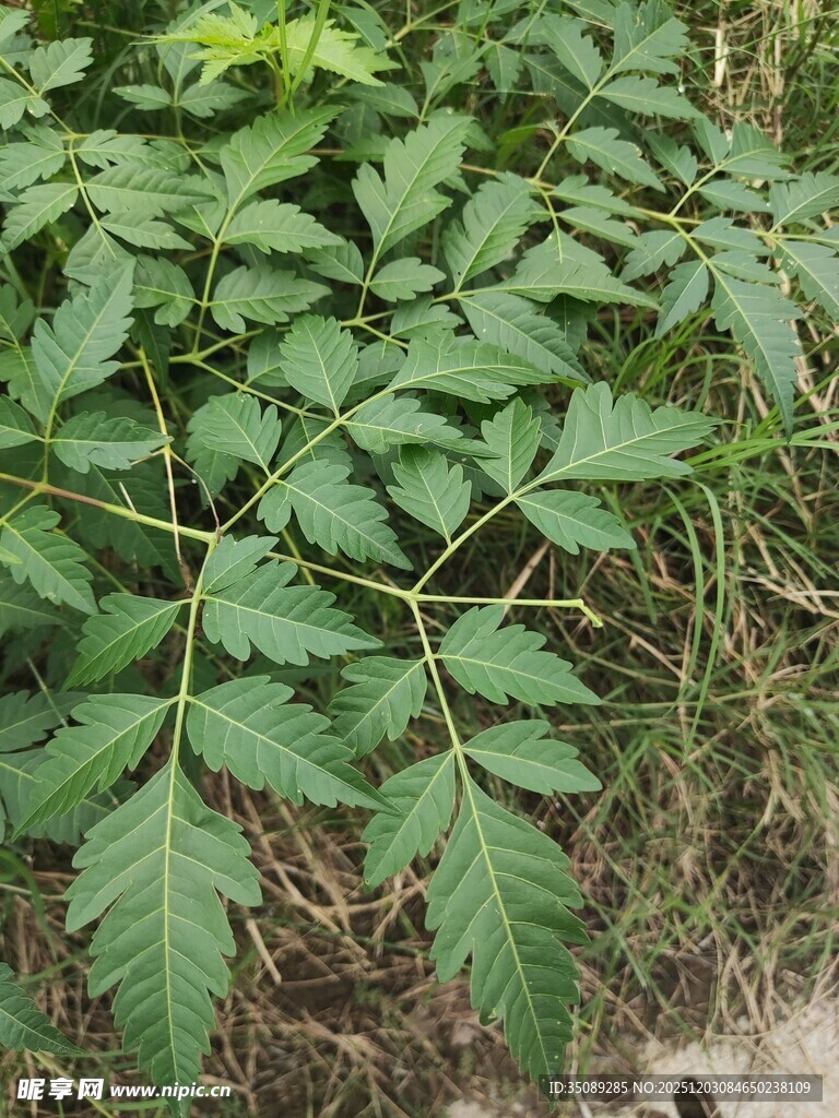野外绿叶繁茂的植物