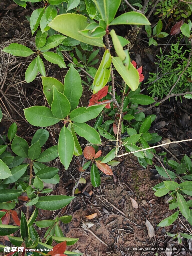 绿叶红边的植物特写