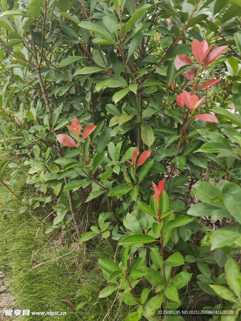 绿叶间的艳丽红色花卉