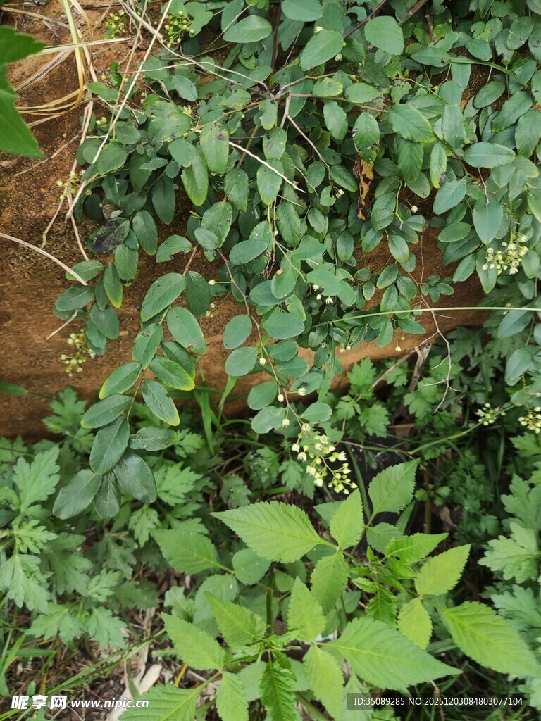 繁茂绿植藤蔓覆盖景象