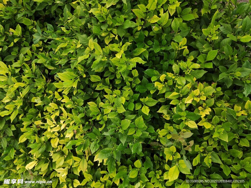 翠绿繁茂的植物叶片