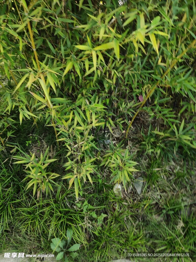 嫩绿植物丛中的清新景象