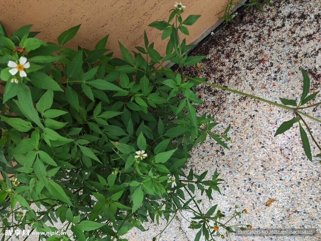 墙角绽放的绿色小花