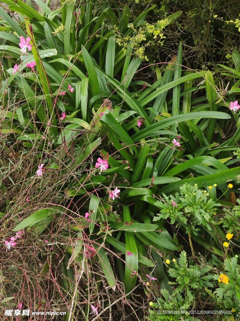 野外繁茂的花草绿植