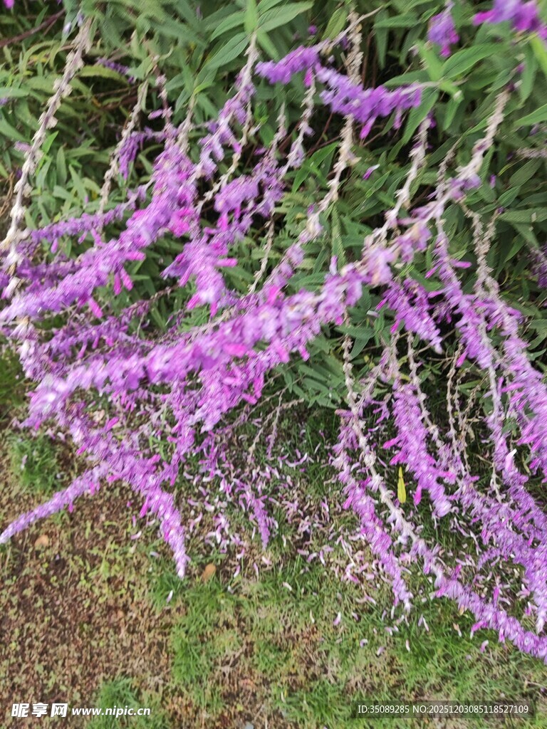 垂坠紫花绽放于绿叶间