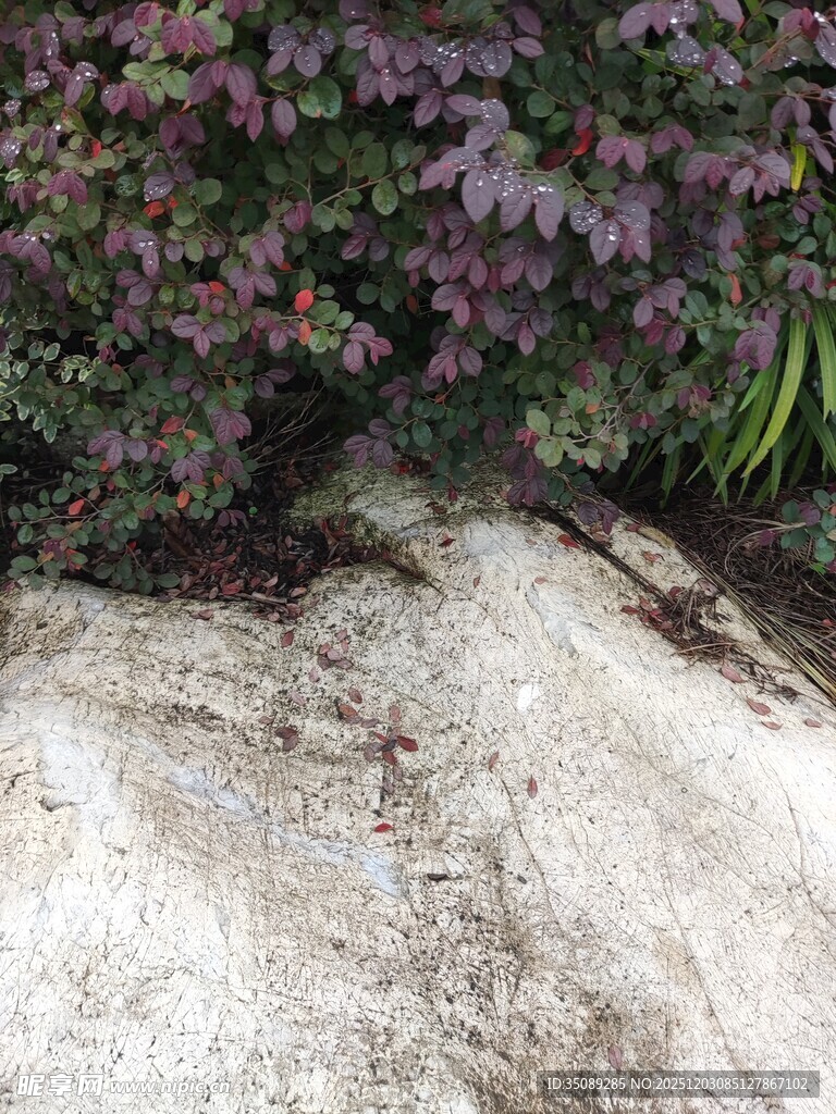 岩石旁绽放的紫色花卉