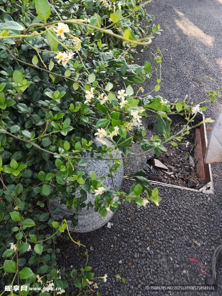 路边绿植与白色小花景观