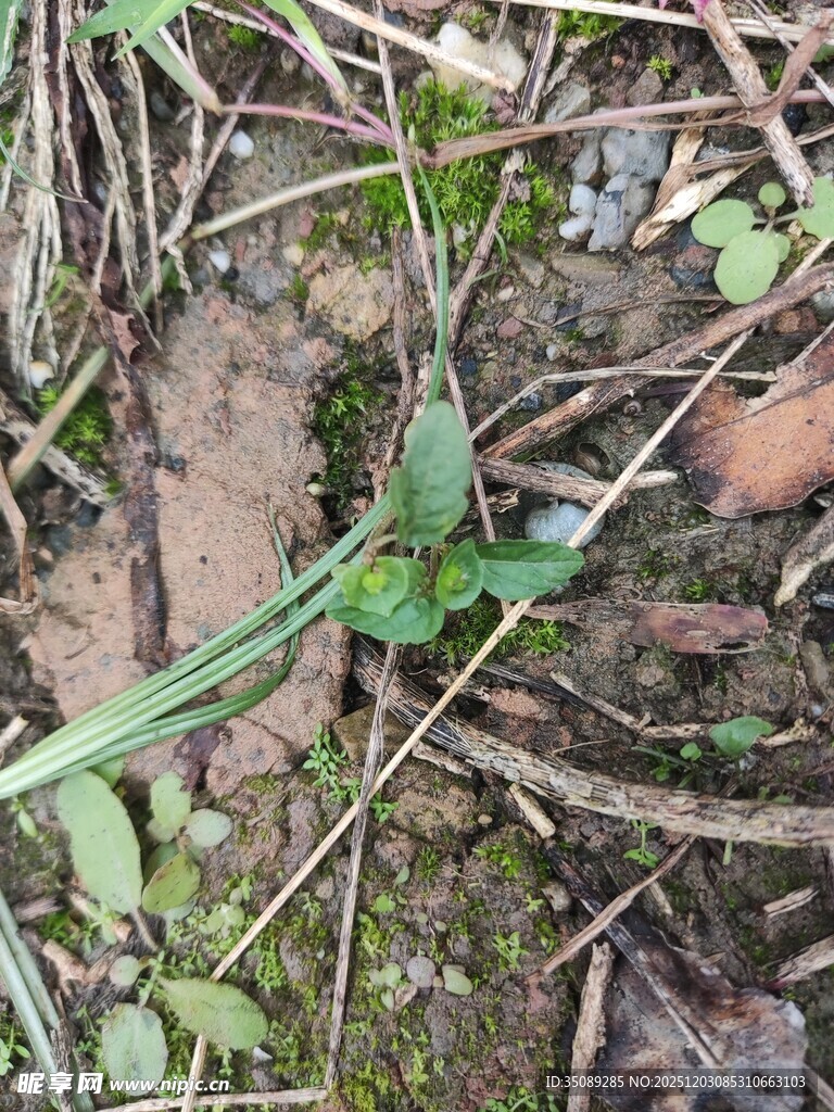 地面上的绿色植物与枯叶