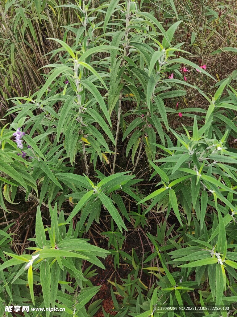 野外丛生的绿色植物