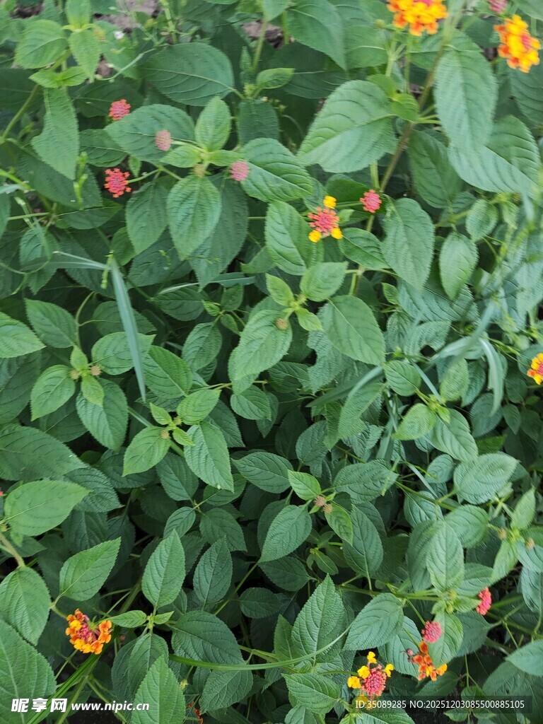 绿叶间的橙色小花与红果