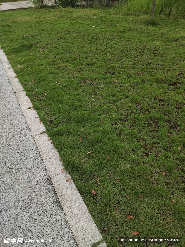 路边翠绿草坪景观