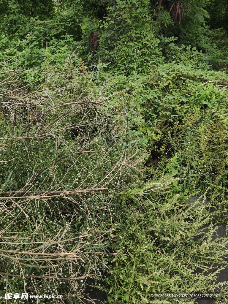 茂密丛林中的繁茂绿植