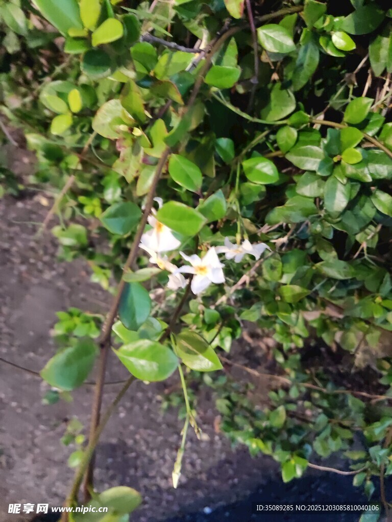 白色小花绽于绿叶间