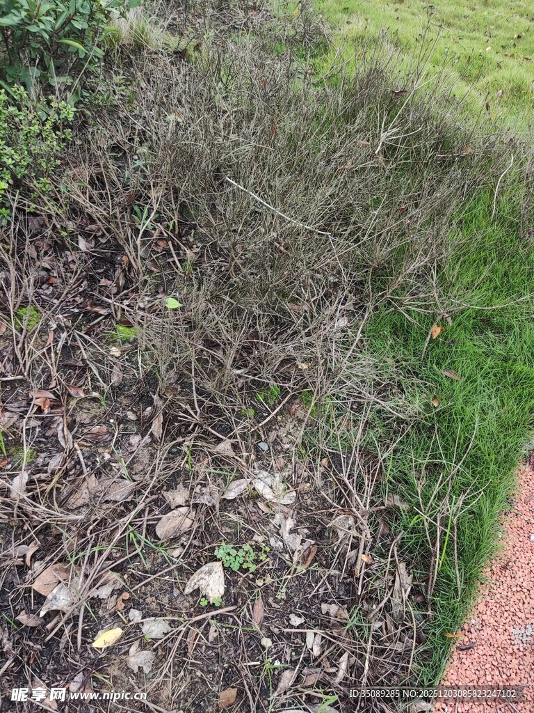 地面杂乱枯枝与碎石