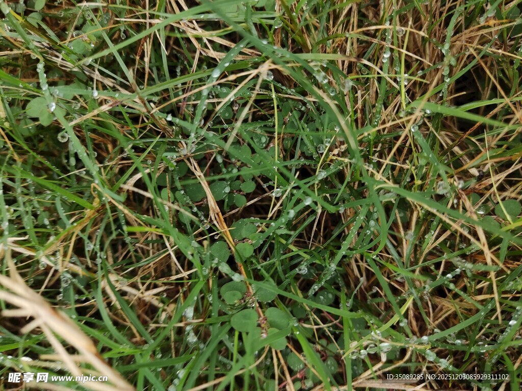 野外丛生的绿色杂草