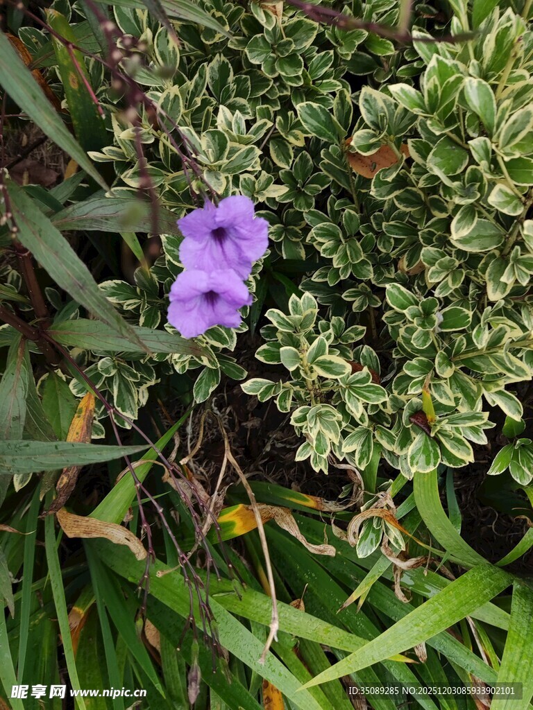 绿叶丛中的紫色小花