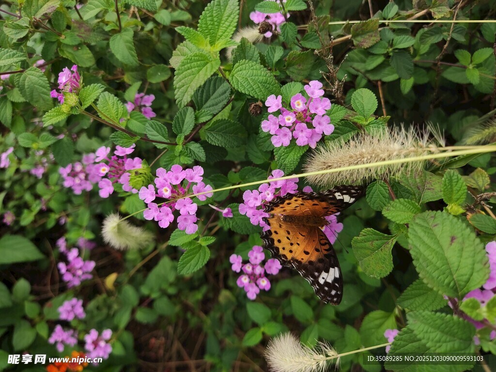 花丛中蝴蝶停驻的美丽瞬间
