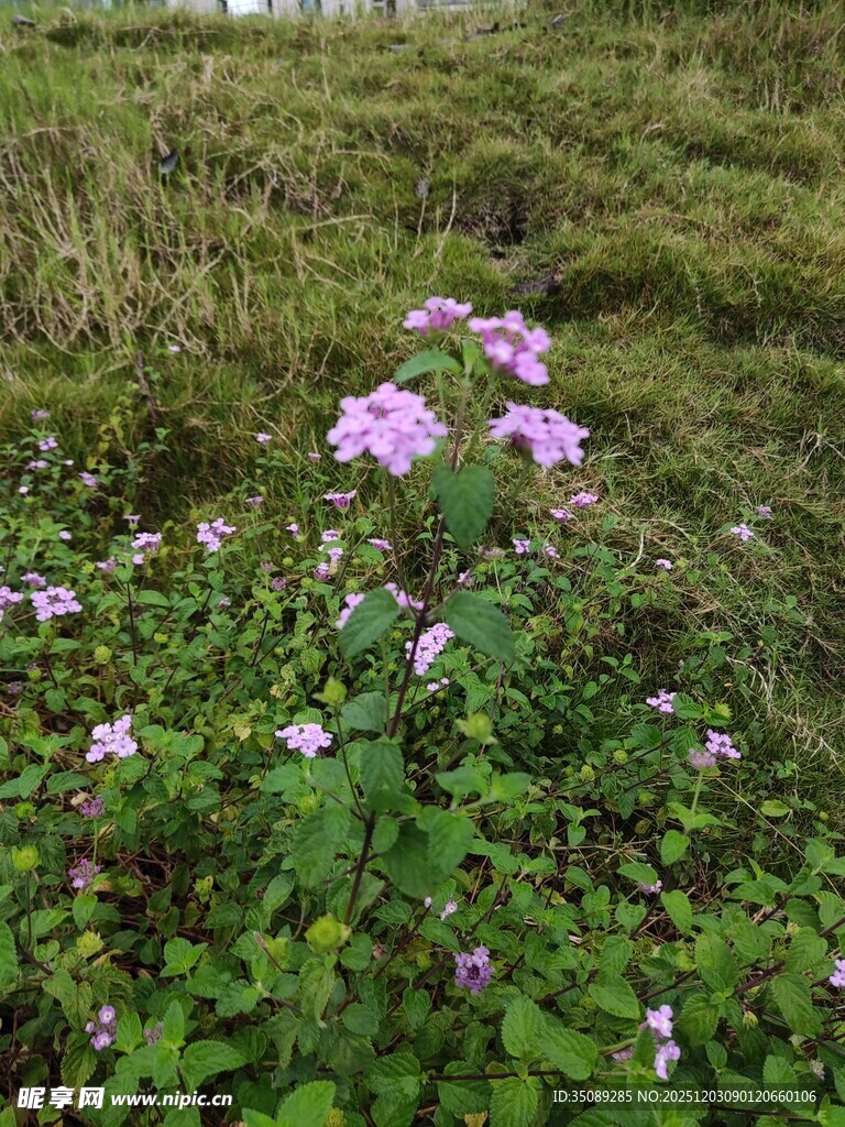 草丛中的紫色小花