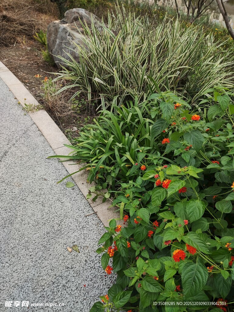 路边多彩植物景观