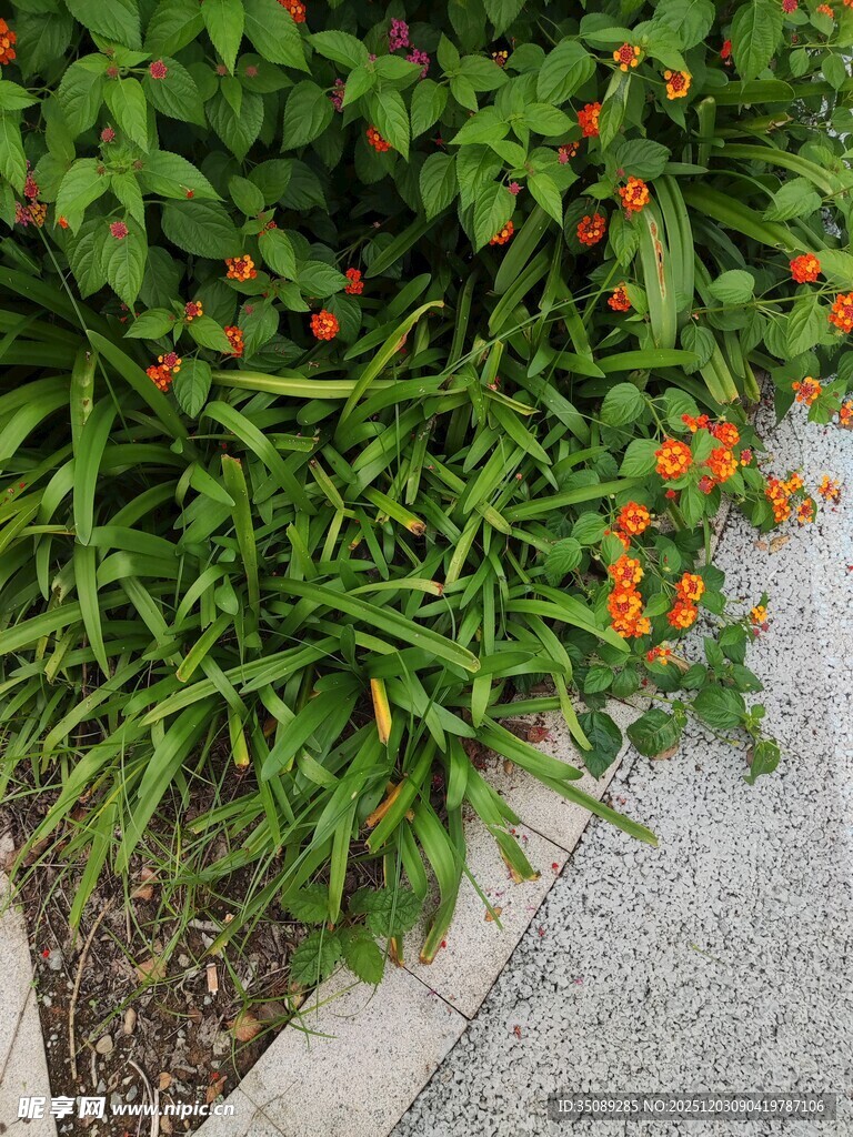 路边绿植与橙色小花