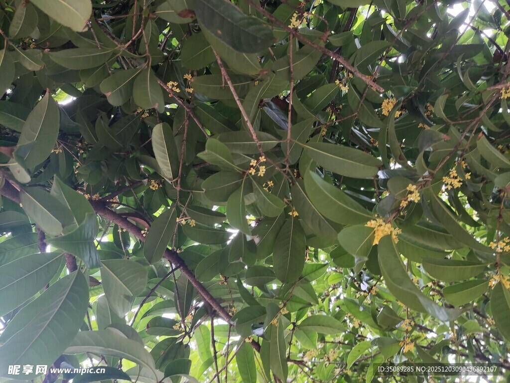 枝头繁花绿叶的美丽景象