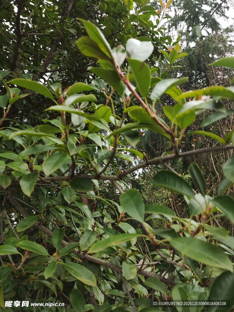 绿叶繁茂的植物景象