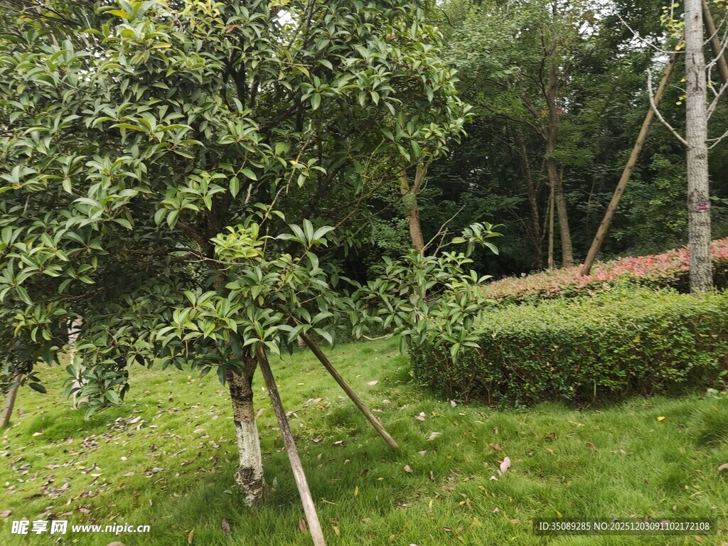 绿意盎然的园林景观