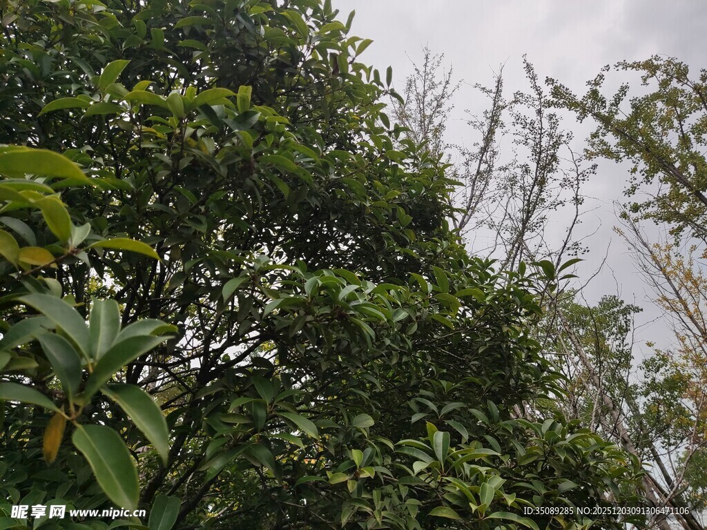 茂密丛林绿意盎然