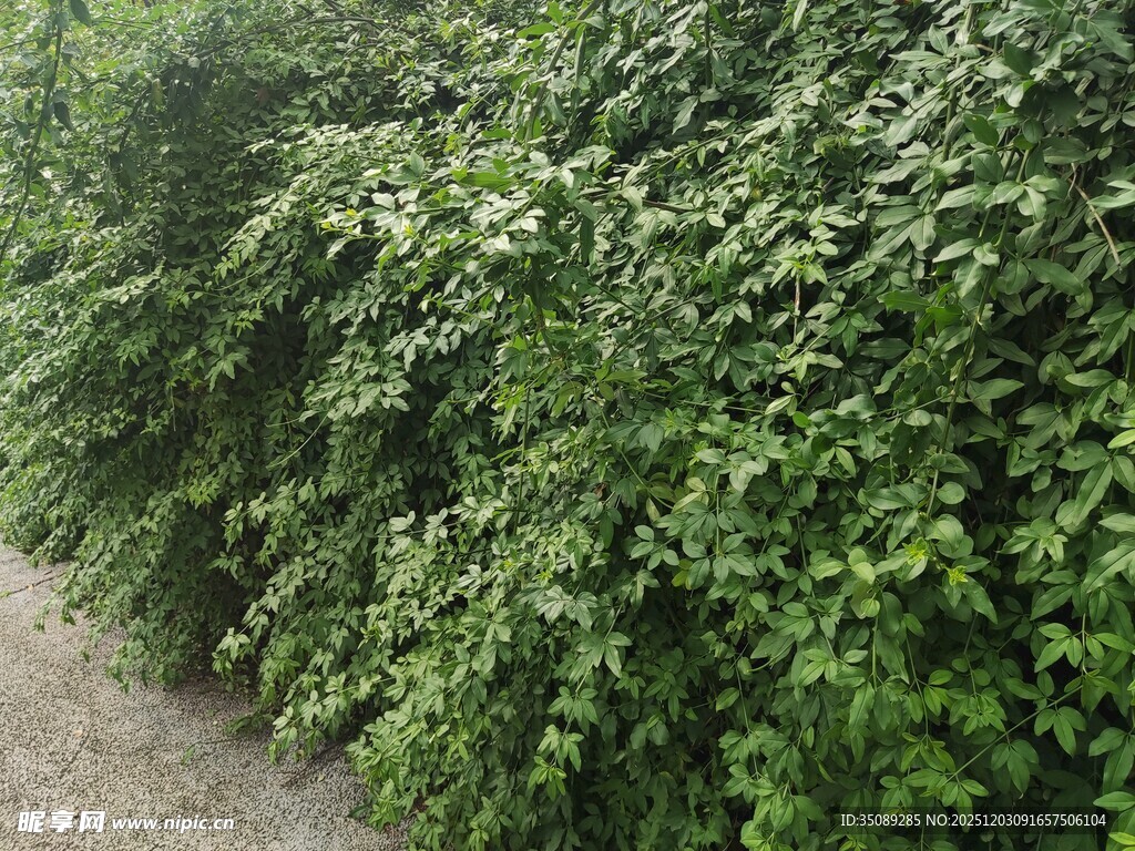 茂密绿植墙