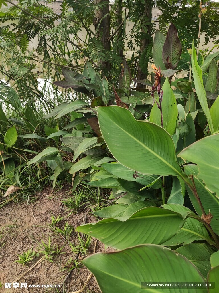 繁茂丛林中的绿色植物