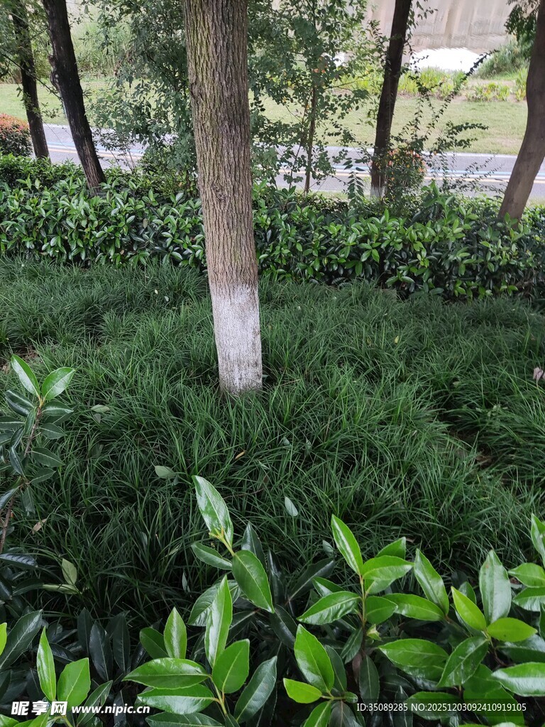 绿意盎然的树木与灌木丛