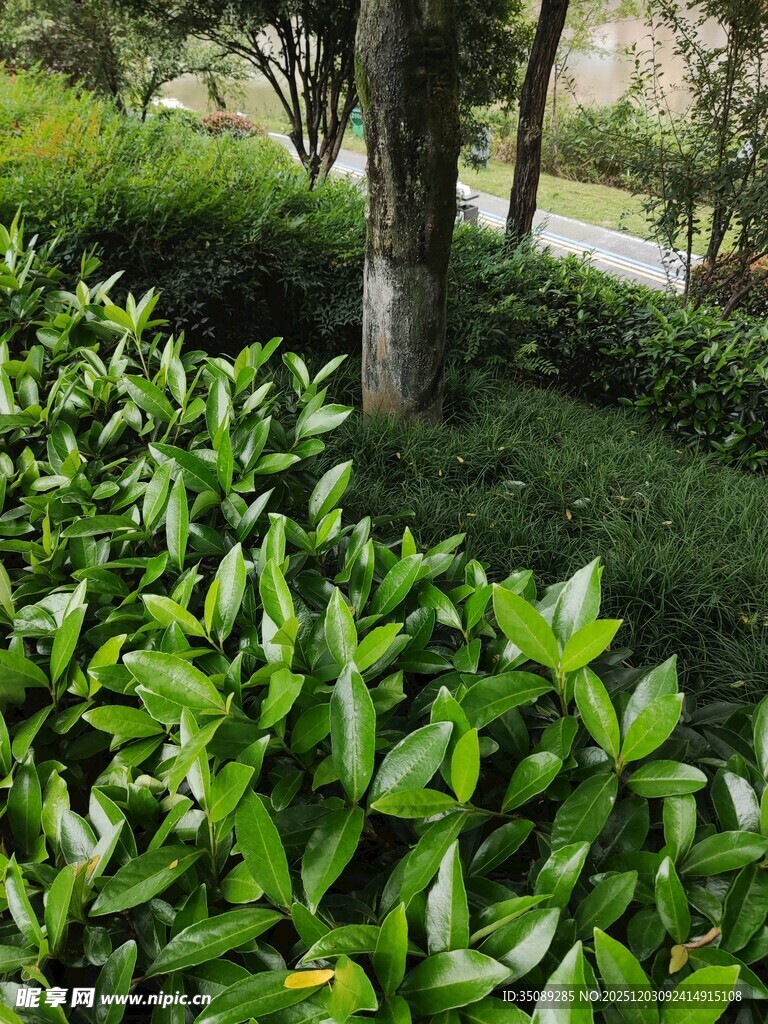 绿意盎然的园林植物景观