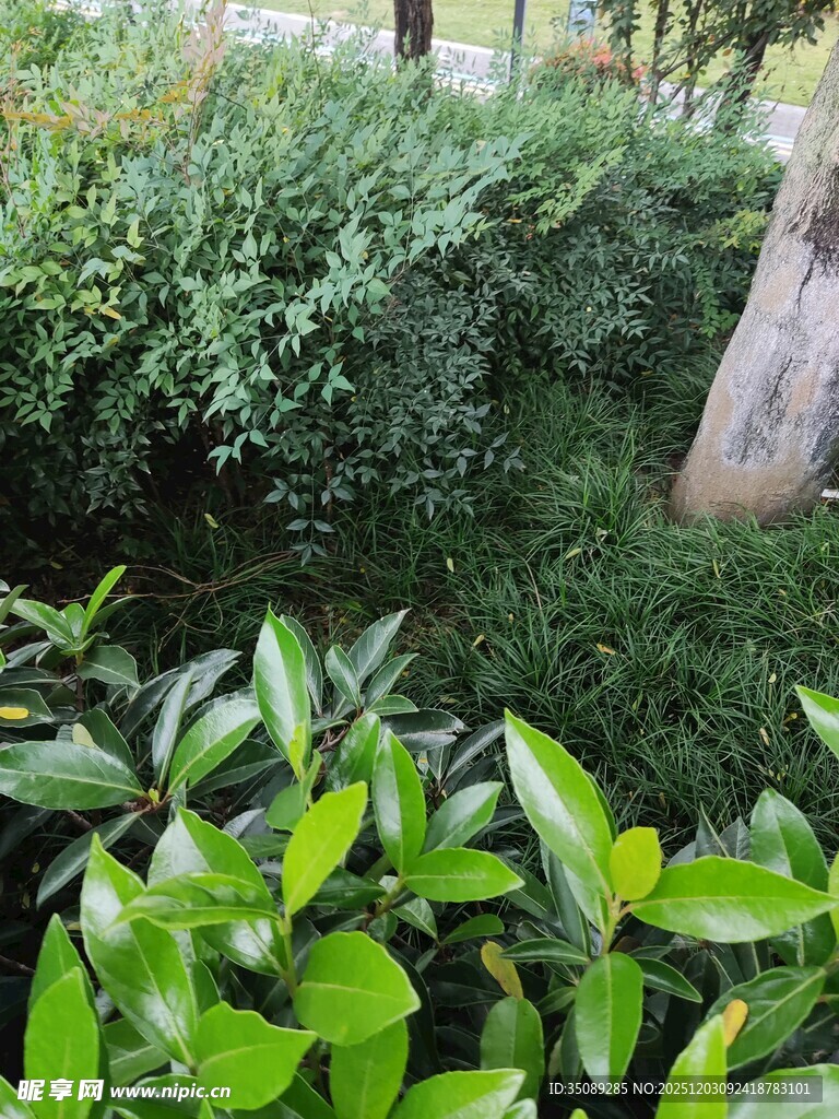 绿意盎然的植物景观