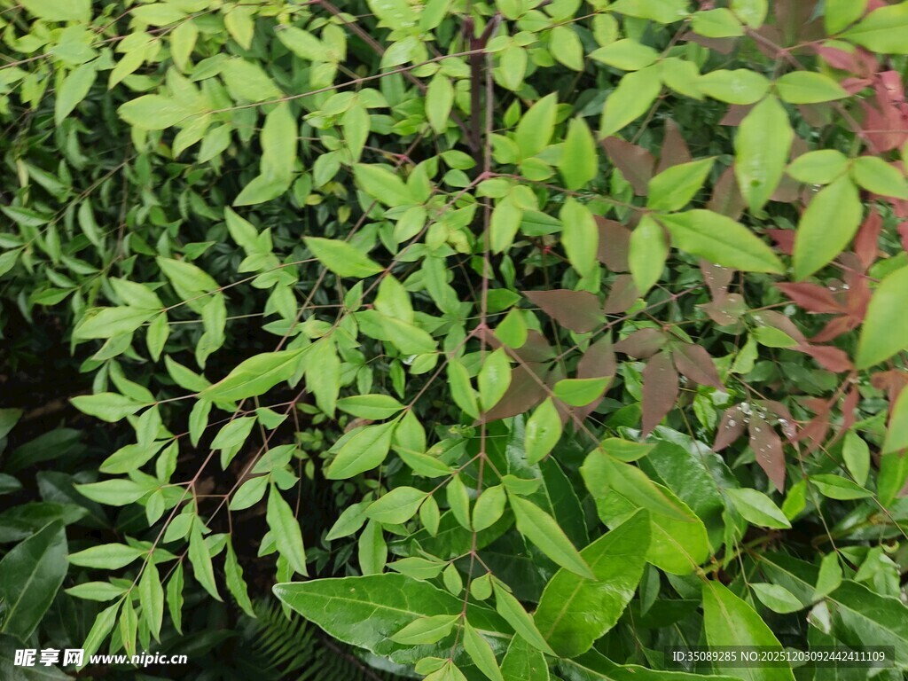 翠绿繁茂的植物景观