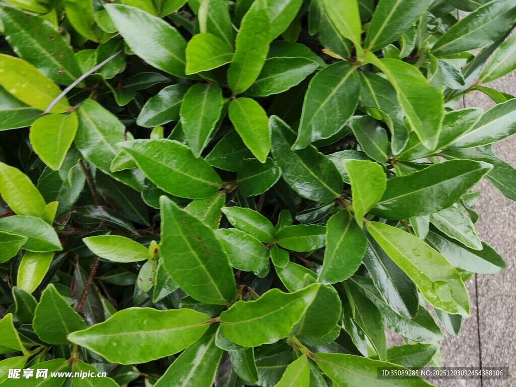 翠绿叶片植物特写