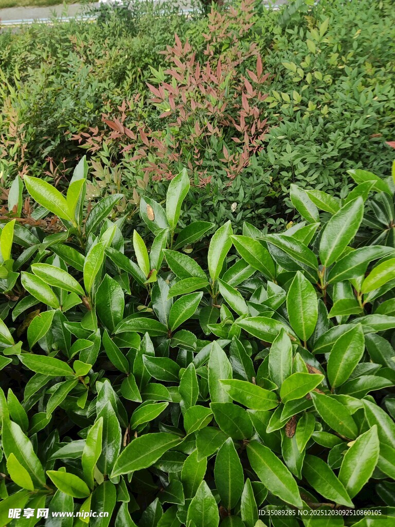 翠绿繁茂的植物景观