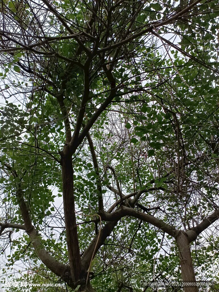 繁茂树枝与绿叶的景致