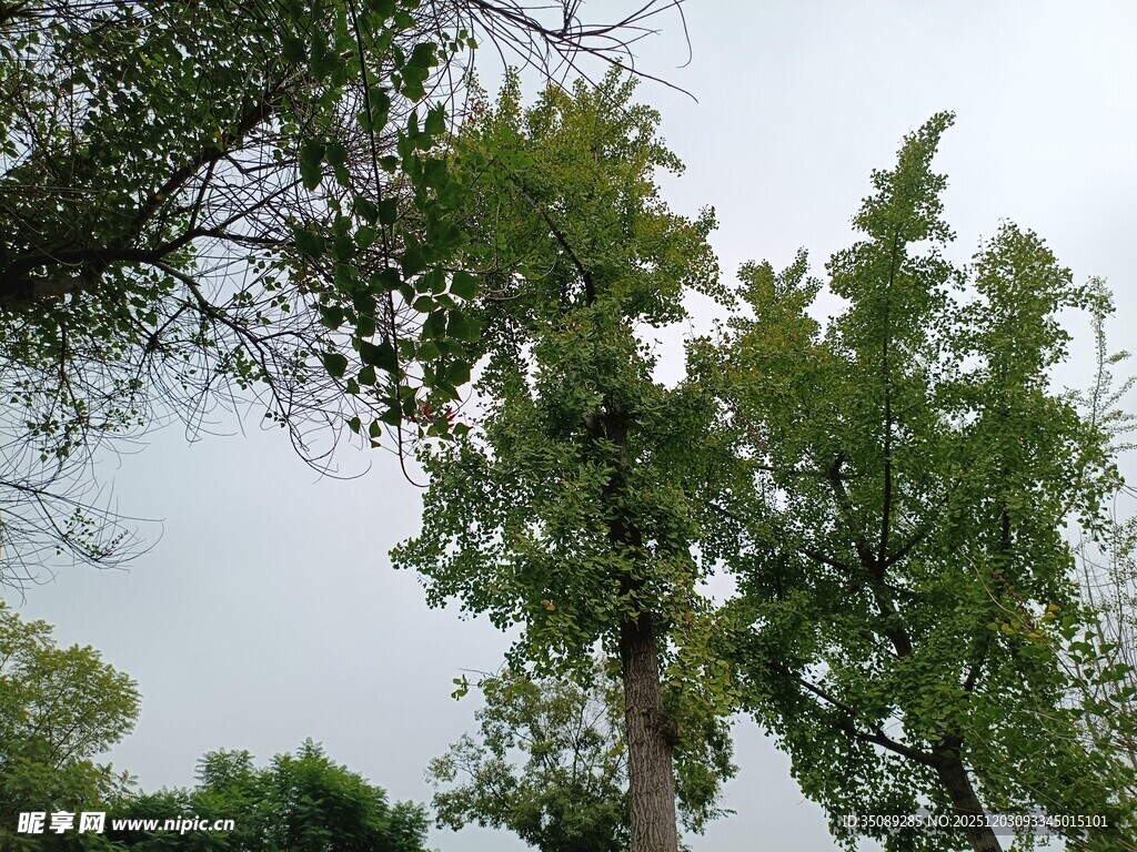 绿树成荫的自然景象