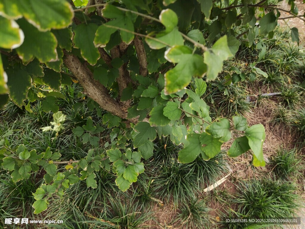 绿叶繁茂的地面植物景观