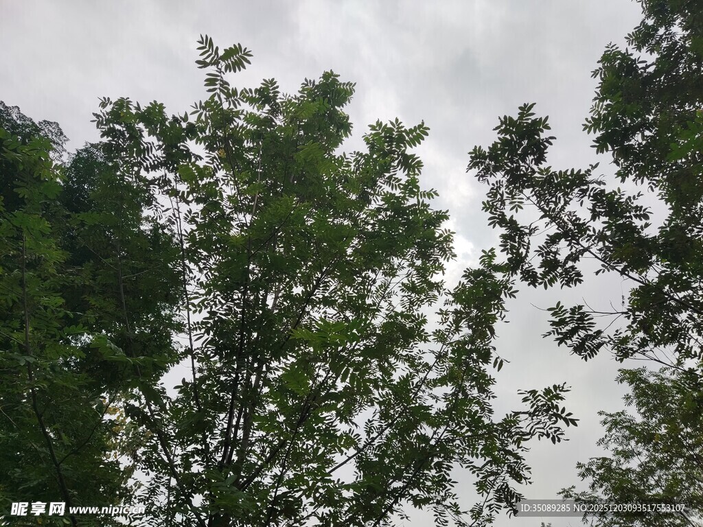 茂密树林中的树冠景象