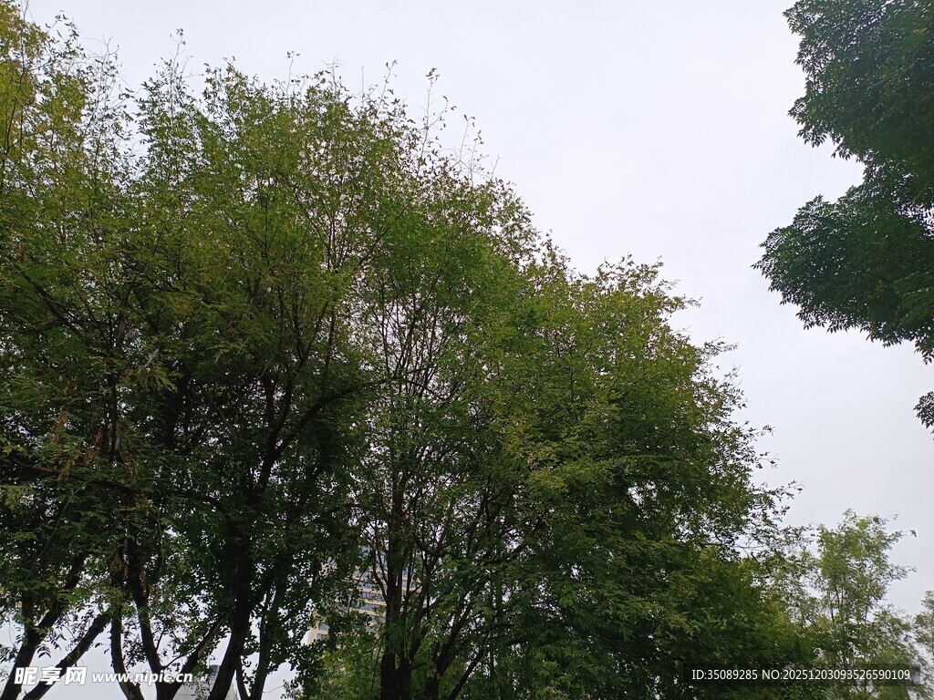 绿树成荫的自然景象