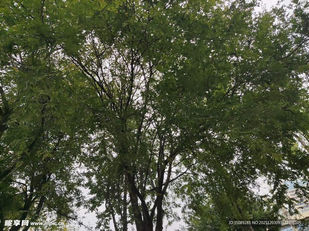 枝叶繁茂的树木景观