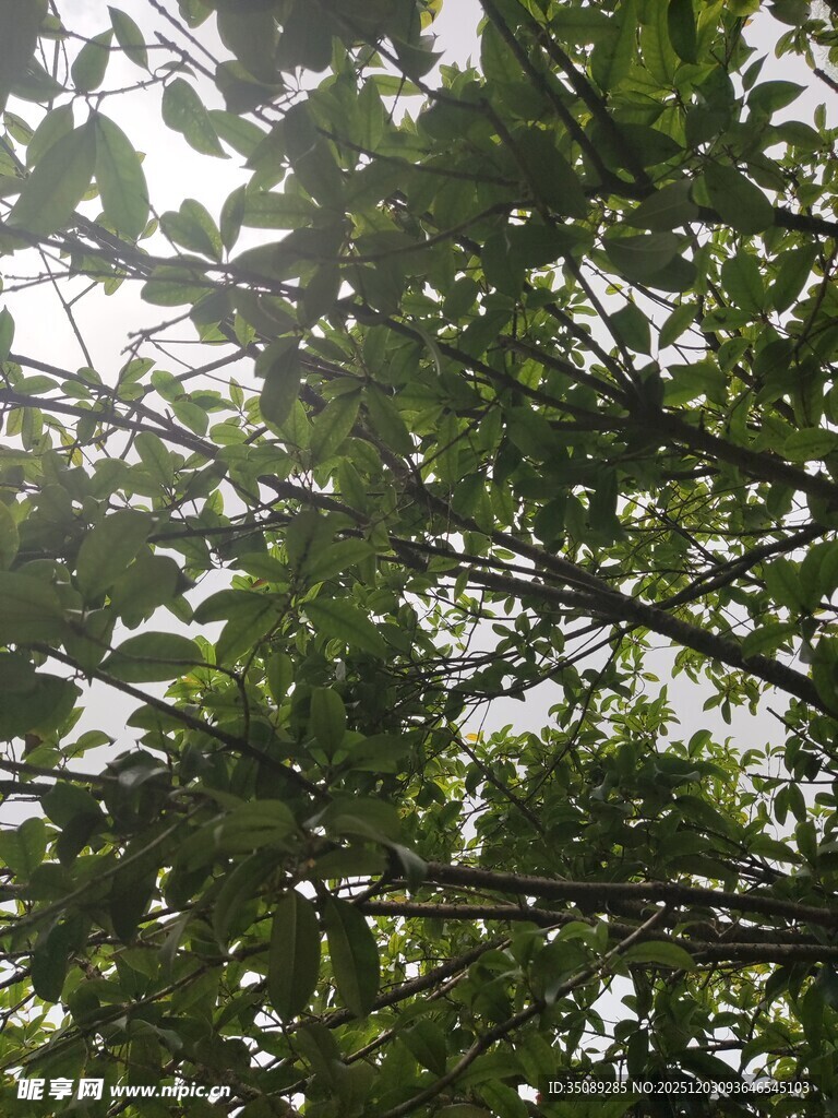 繁茂绿树的枝叶景观