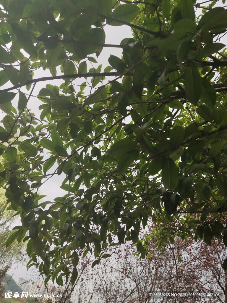 枝叶繁茂的绿树景观